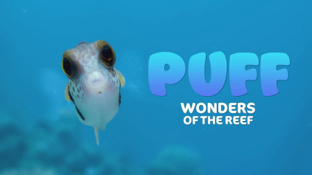 Puff: Rạn San Hô Kỳ Diệu